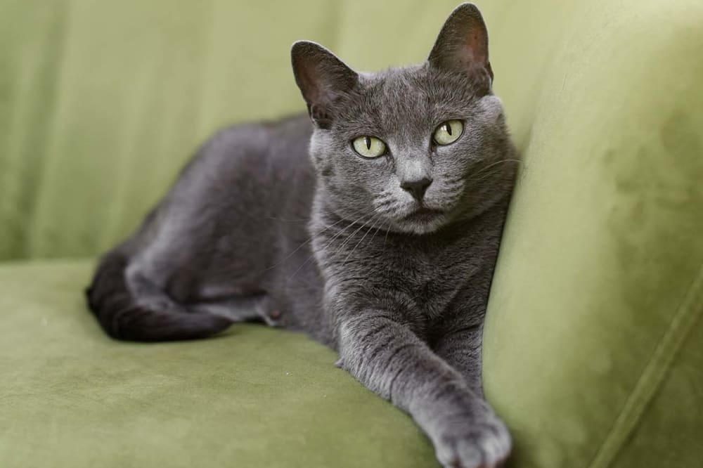 Bluegrass Veterinary Specialists + Animal Emergency Welcomes You