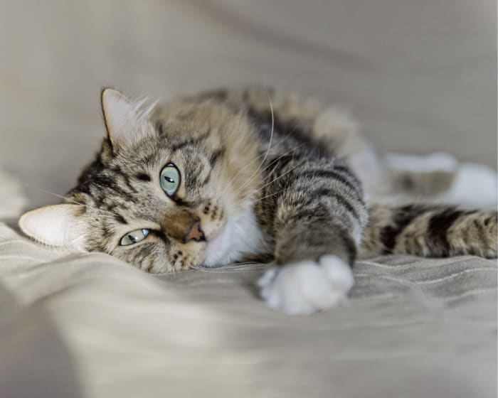 Cat resting after Hyperbaric O2 therapy